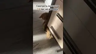 Арбузер 🤣#shortvideo #дуэт #кот #топ #рекомендации #собака #котик #ll #животные #ma