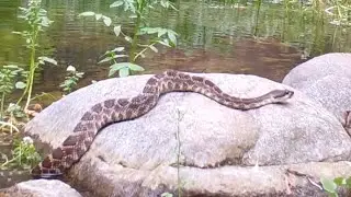 Rattlesnake On A Rock In The Water In The Angeles National Forest 