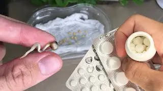 Crazy Germination of Any Seeds! Super Method