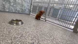Under-Socialized Puppies Fearful of Human Contact But Love Wins