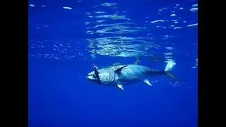 Track of the Tuna