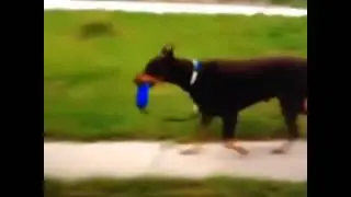 Best Vines  EPIC Dog   Best Vines   Best Vines 480p
