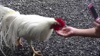 Chicken for the god in Ise Jingu  伊勢神宮の神鶏（ニワトリ）
