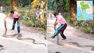 2841-Man catches 14-ft-long king cobra with bare hands in Thailand; video viral- World News 30th Jan