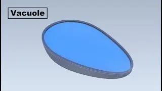 Plant cell   vacuole