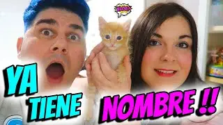 REVELAMOS EL NOMBRE DEL GATITO BEBÉ 🍼🐈 Cuidando a un gatito recién nacido sin mamá 😍