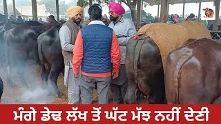 ਮੰਗੇ ਡੇਢ ਲੱਖ ਤੋਂ ਘੱਟ ਮੱਝ ਨਹੀਂ ਦੇਣੀ Dabwali Pashu Mandi #live_sauda #apnakitta #mangabhadaur 2025