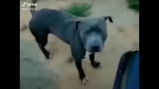Fairy tale dogs are real