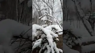 Shahi Samarbagh #nature #snowfall #beauty #birthday