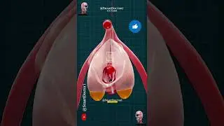 CIit-oris Anatomy ⚡&ndash; Educational