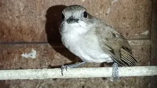 UPDATE STOK ABADI BIRD BANDUNG SELASA 03/06/2026
