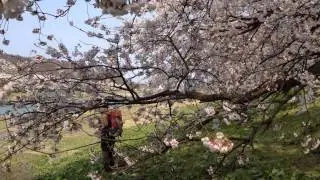 Sakura tunnel