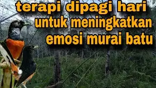 PANCINGAN PAGI-PAGI AGAR MURAI GACOR❗❗ MURAI MACET PASTI NYAUT EMOSI❗❗