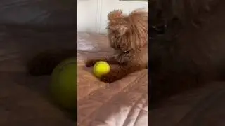 Nero throws his ball - oops