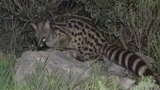 Genetkat