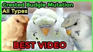 Crested Budgie Mutation 😍 | All Types of Crested Budgies Explained | Video in Urdu/Hindi