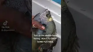 #2023 #florida #fishing #bluegill #shellcracker