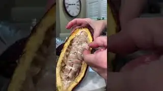 What is chocolate made of?   What is the cacao pod?