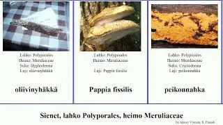Sienet, lahko Polyporales, heimo Meruliaceae fungus hytyrypykk&auml; toraturkki pikkuorvakka tikank&auml;&auml;p&auml;