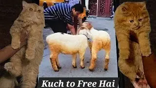 Extreme punch face Persian cat's & Adoption wale kitten's available in Hyderabad | bannur mende