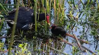 Moorhen feeding Baby