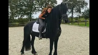 Jeldrik , Friesian Horses for sale  