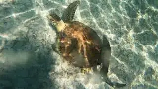 sea turtle and ramora