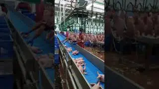 chicken processing rehang