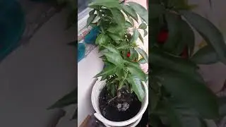 жгучий перец