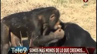 Estudio demuestra más parecidos entre humanos y monos. (21-10-14)