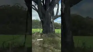 Improved Pasture Sveno Mick. #australia #automobile #lifeisbutadream #farmland