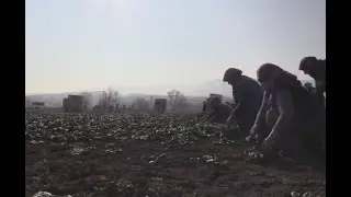 Bilecik'te ıspanak hasadı kadınların geçim kaynağı
