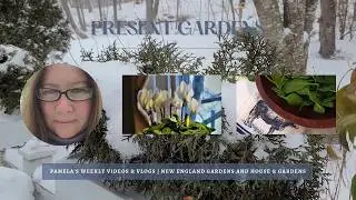 Today's Coastal Gardens🌳❄️🍃, White Cyclamens, Recipe Ingredients for House & Gardens || Garden Reply