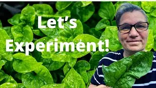 Planting Spinach Seeds in Summer? | Do I Have Male or Female Plants?