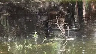 Young Musk Duck