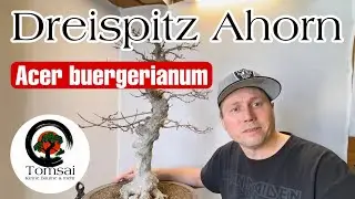 Dreispitz Ahorn „Acer buergerianum“ Bonsai 9/24