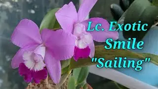 Lc. Exotic Smile 'Spring Sensation'.Новичок.