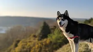 Uncovering the Unique Personality of the Alaskan Malamute