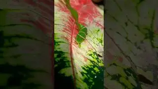 CATERPILLAR #butterfly #caterpillar #cute #green #butterflies #shorts #கம்பளிப்பூச்சி #insects