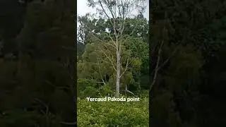 Yercaud pagoda point
