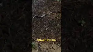 SNAKE IN USA WOODBRIADGE VERGINIA STATE ||FK TV VLOGS || #usa , #awareness , #americancity ,
