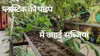 Vegetables in plastic pipe planter.. Creative harvesting #organicfarming #creativeplanters