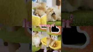 How often should u replace cat tree?｜Best cat tree for cats ｜Cat Room Decor Ideas #cat #roomdecor
