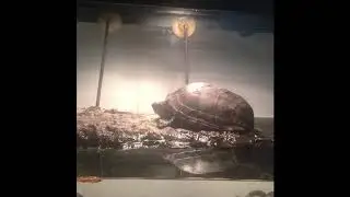 Sick turtle and symptoms