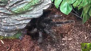 Giant Blue Bloom Bird Eater Tarantula Exiting Her Lair