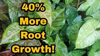 Syngonium Chunky Mix For Fast Root Growth
