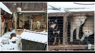 Olympic skiers saved 90 dogs from South Korea's meat farms and helped close them