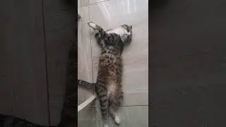 #стэтхем #цитаты #котбасик #вислоухий #котыприколы #любимыйкот #шортс #рилс #cats #reels #shorts
