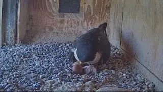 🎉 Diamond first egg hatched 🐣 | Congrats Diamond and Gimbir | FalconCam Project | Nov 5, 2025
