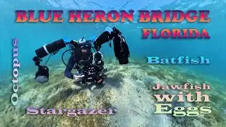 Photographing jawfish with eggs, octopus, batfish, stargazer and more at Blue Heron Bridge, Florida